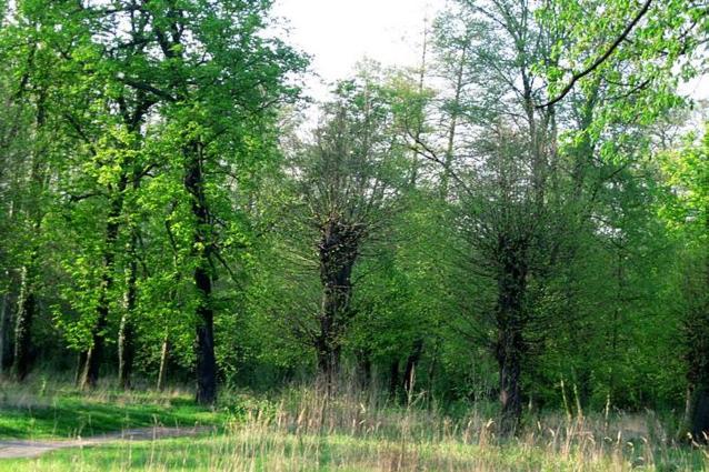 Palac Brody Dış mekan fotoğraf